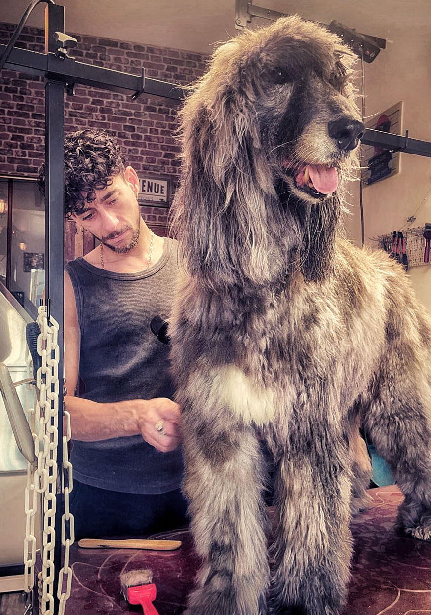 Lévrier toiletté au salon Un Pelage au Poil